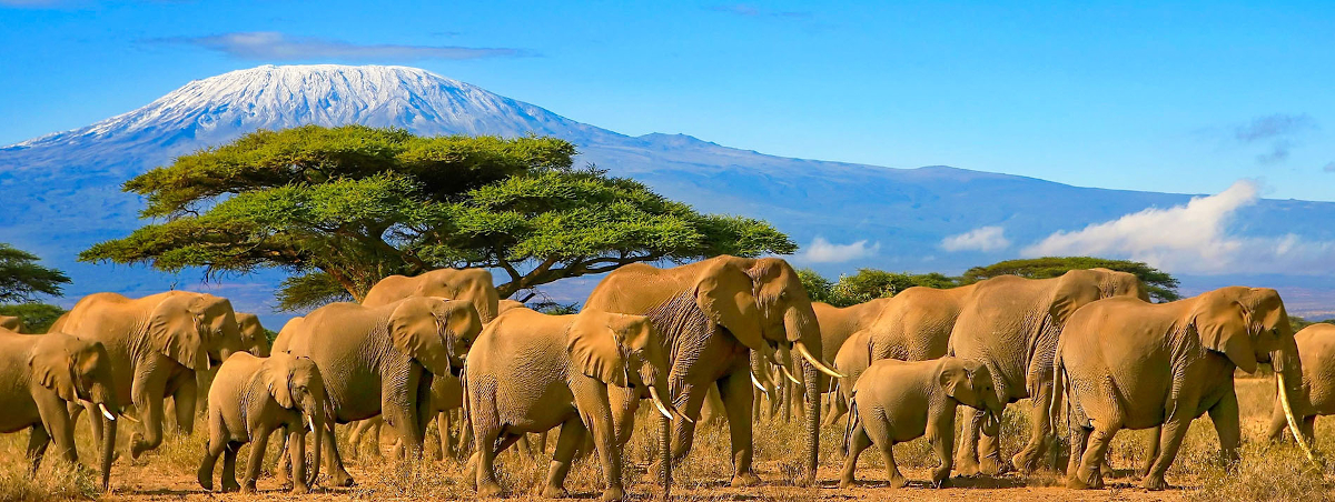 a family of elephants having a walk